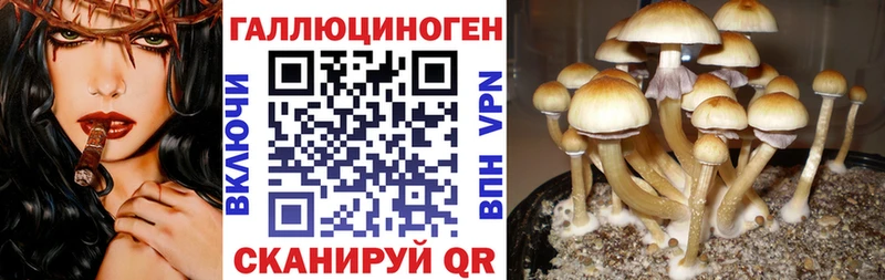 Псилоцибиновые грибы GOLDEN TEACHER  дарк нет формула  Апшеронск  omg ONION 